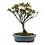 Bonsai de Mini Azaléia - Satsuki - Florescendo 4 anos - Imagem 7