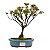 Bonsai de Mini Azaléia - Satsuki - Florescendo 4 anos - Imagem 5