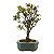 Bonsai de Mini Azaléia - Satsuki - Florescendo 4 anos - Imagem 12