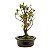 Bonsai de Mini Azaléia - Satsuki - Florescendo 4 anos - Imagem 16