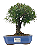 Bonsai de Cereja Anã (silvestre) 4 anos (20 cm ) - Imagem 1