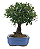 Bonsai de Cereja Anã (silvestre) 4 anos (20 cm ) - Imagem 2