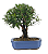 Bonsai de Cereja Anã (silvestre) 4 anos (20 cm ) - Imagem 3