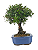Bonsai de Cereja Anã (silvestre) 4 anos (20 cm ) - Imagem 4