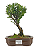 Bonsai de Cereja Anã (silvestre) 4 anos (20 cm ) - Imagem 9