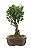 Bonsai de Cereja Anã (silvestre) 4 anos (20 cm ) - Imagem 12