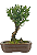 Bonsai de Cereja Anã (silvestre) 4 anos (20 cm ) - Imagem 11