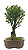 Bonsai de Cereja Anã (silvestre) 4 anos (20 cm ) - Imagem 10
