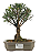 Bonsai de Cereja Anã (silvestre) 4 anos (20 cm ) - Imagem 5