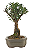 Bonsai de Cereja Anã (silvestre) 4 anos (20 cm ) - Imagem 8
