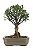 Bonsai de Cereja Anã (silvestre) 4 anos (20 cm ) - Imagem 7