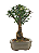 Bonsai de Cereja Anã (silvestre) 4 anos (20 cm ) - Imagem 6