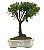 Bonsai de Cereja Anã (silvestre) 4 anos (20 cm ) - Imagem 5