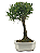 Bonsai de Cereja Anã (silvestre) 4 anos (20 cm ) - Imagem 8