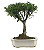 Bonsai de Cereja Anã (silvestre) 4 anos (20 cm ) - Imagem 7