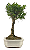 Bonsai de Cereja Anã (silvestre) 4 anos (20 cm ) - Imagem 6