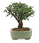Bonsai de Cereja Anã (silvestre) 4 anos (20 cm ) - Imagem 4