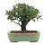 Bonsai de Cereja Anã (silvestre) 4 anos (20 cm ) - Imagem 3