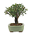 Bonsai de Cereja Anã (silvestre) 4 anos (20 cm ) - Imagem 2