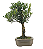 Bonsai de Cereja Anã (silvestre) 4 anos (20 cm ) - Imagem 12