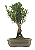 Bonsai de Cereja Anã (silvestre) 4 anos (20 cm ) - Imagem 11