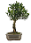 Bonsai de Cereja Anã (silvestre) 4 anos (20 cm ) - Imagem 10