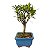 Bonsai de Cereja Anã (silvestre) 2 anos (20 cm ) - Imagem 10