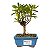 Bonsai de Cereja Anã (silvestre) 2 anos (20 cm ) - Imagem 9