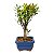 Bonsai de Cereja Anã (silvestre) 2 anos (20 cm ) - Imagem 18