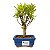 Bonsai de Cereja Anã (silvestre) 2 anos (20 cm ) - Imagem 17