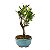 Bonsai de Cereja Anã (silvestre) 2 anos (20 cm ) - Imagem 4