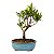Bonsai de Cereja Anã (silvestre) 2 anos (20 cm ) - Imagem 3