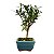 Bonsai de Cereja Anã (silvestre) 2 anos (20 cm ) - Imagem 4