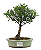 Bonsai de Cereja Anã (silvestre) 4 anos (20 cm ) - Imagem 1