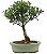 Bonsai de Cereja Anã (silvestre) 4 anos (20 cm ) - Imagem 3
