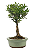 Bonsai de Cereja Anã (silvestre) 4 anos (20 cm ) - Imagem 2
