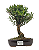 Bonsai de Cereja Anã (silvestre) 4 anos (20 cm ) - Imagem 5
