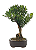 Bonsai de Cereja Anã (silvestre) 4 anos (20 cm ) - Imagem 8