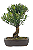 Bonsai de Cereja Anã (silvestre) 4 anos (20 cm ) - Imagem 7
