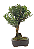 Bonsai de Cereja Anã (silvestre) 4 anos (20 cm ) - Imagem 6
