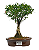 Bonsai de Cereja Anã (silvestre) 4 anos (20 cm ) - Imagem 9