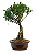 Bonsai de Cereja Anã (silvestre) 4 anos (20 cm ) - Imagem 10