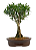 Bonsai de Cereja Anã (silvestre) 4 anos (20 cm ) - Imagem 11