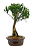 Bonsai de Cereja Anã (silvestre) 4 anos (20 cm ) - Imagem 12