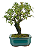 Bonsai de Piracanta Varegata 4 anos ( 25 cm) - Imagem 10