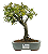 Bonsai de Piracanta Varegata 4 anos ( 25 cm) - Imagem 1