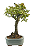 Bonsai de Piracanta Varegata 4 anos ( 25 cm) - Imagem 2