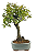 Bonsai de Piracanta Varegata 4 anos ( 25 cm) - Imagem 4