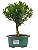 Bonsai de Cereja Anã (silvestre) 3 anos (20 cm ) - Imagem 1