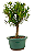 Bonsai de Cereja Anã (silvestre) 3 anos (20 cm ) - Imagem 4
